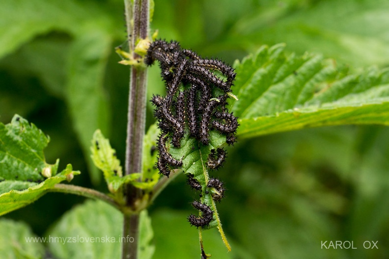 Araschnia levana larvae (2)